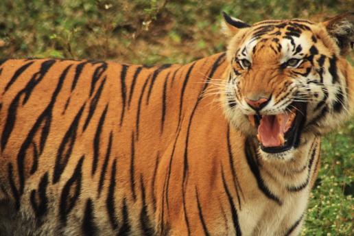 Bengal tiger, Pune